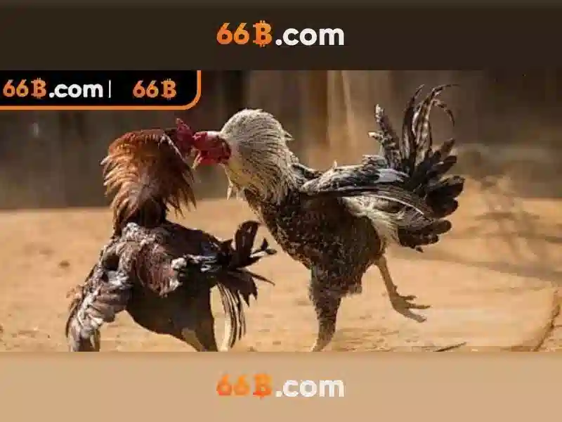 Đăng Ký 66B – Chương Trình Hoàn Trả Cược Hấp Dẫn Mỗi Ngày - 66B